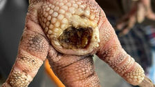 Pododermatitis, ook wel gekend als Bumblefoot