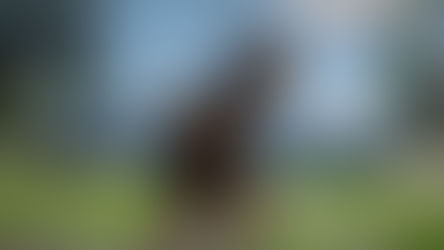 How To Advance Time In Crimson Desert