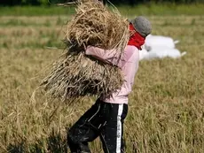 A farmer carries rice stalks to a threshing machine at a rice field in San Simon town