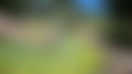 SÚPER COPA Y CRUZ ROJA ANUNCIAN ALIANZA PARA PROGRAMA DE REFORESTACIÓN