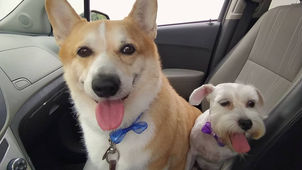 INVITA EL GOBIERNO DE JESÚS MARÍA A EXTREMAR CUIDADOS CON MASCOTAS, DEBIDO A LAS ALTAS TEMPERATURAS