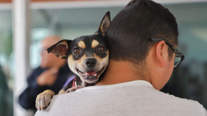 PROMUEVEN EN JESÚS MARÍA LA SALUD Y BIENESTAR ANIMAL