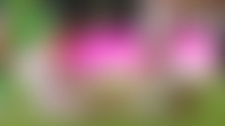 JHON CHANCELLOR FUERA 6 MESES DE LAS CANCHAS