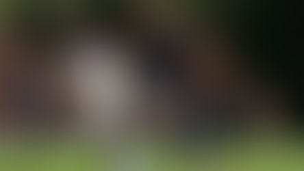 FUERZAS BÁSICAS DE NECAXA DIVIDIEN RESULTADOS ANTE PUMAS.