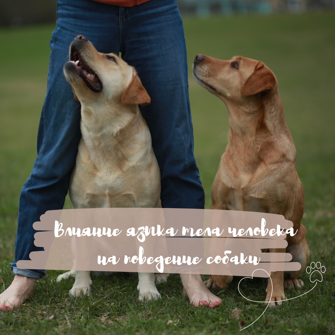 Влияние языка тела человека на поведение собаки