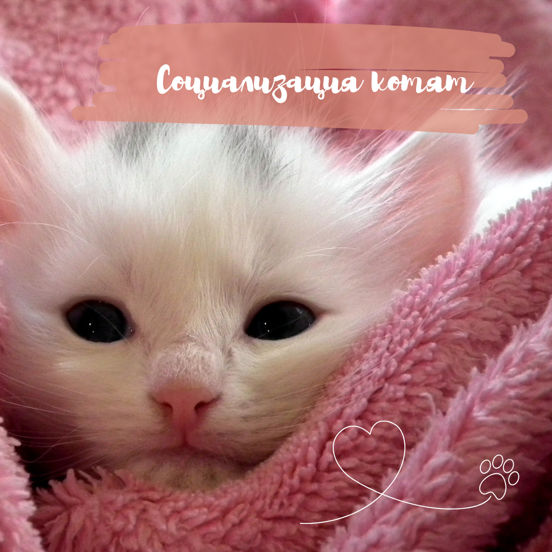 Cоциализация котят