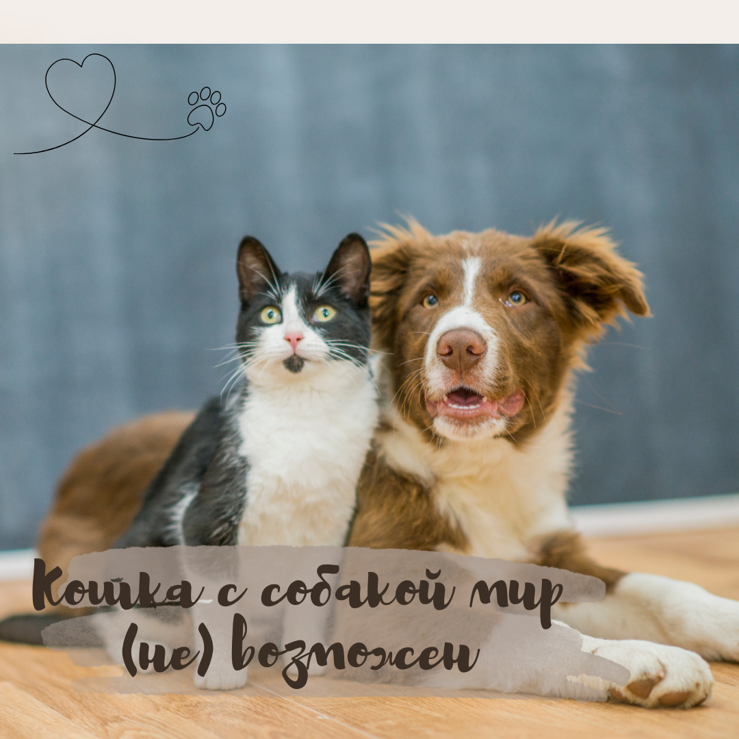 Кошка с собакой мир (не) возможен