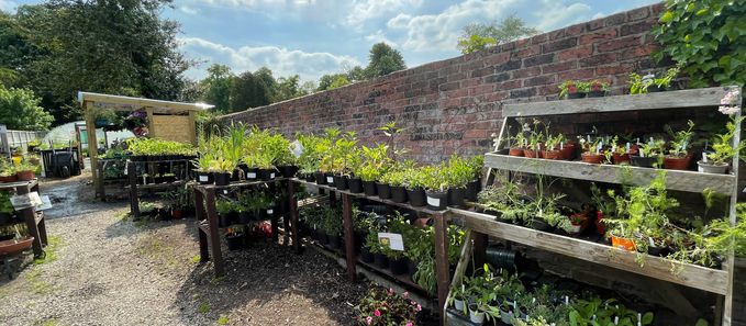 What to Plant in Preston in April (2026 Gardening Guide)