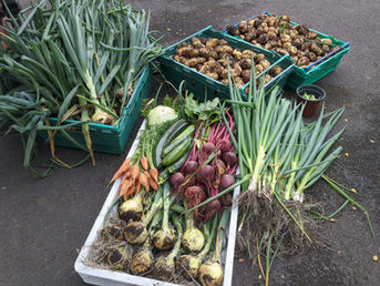 What to Plant in Preston This Month - Vegetables Grown by Let's Grow Preston