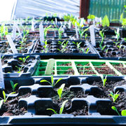 What to Plant in August in Preston | Seasonal Gardening Guide