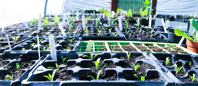 Seeds grown by Let's Grow Preston