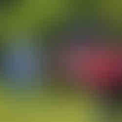 Choir singing at Let's Grow Preston Spring Fair