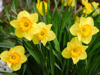 Volunteering today at Preston Parks