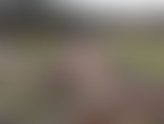 Let's Grow Preston Community Garden