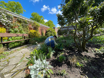 Gardening in Preston Lancashire community garden.