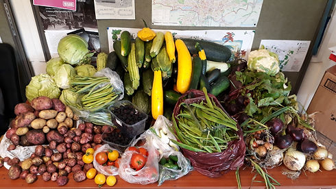 Allotments Gluts 30-7-18.jpg