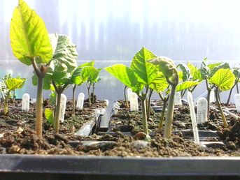 Plants sprouting at Let's Grow Preston garden site