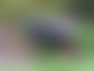 Volunteering at Let's Grow Preston