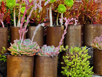 Container Garden
