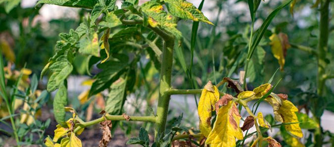 Tomato leaves turning yellow