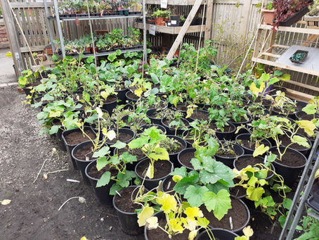 Circular economy resources - Let's Grow Preston plants