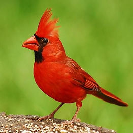 cardinal 2.jpg