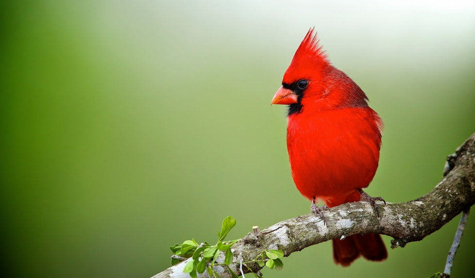 cardinal 4.jfif