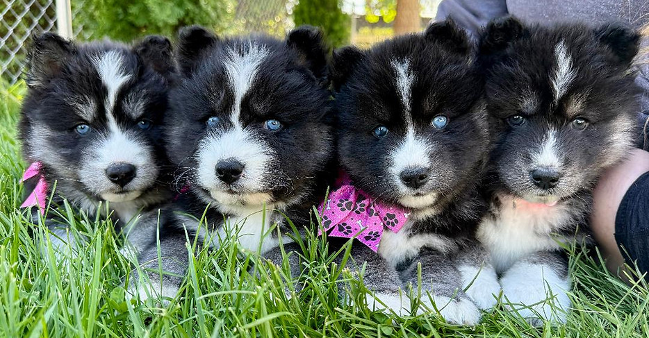 indie x lucius available girls.jpg