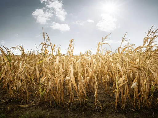 O seguro como instrumento de adaptação às mudanças climáticas e redução de riscos de desastres ambie