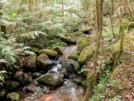 As contribuições da Política Nacional de Pagamento por Serviços Ambientais para a emergência...