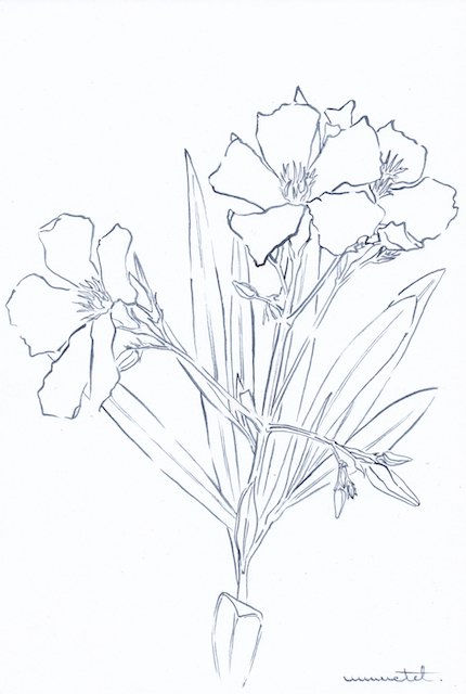 Laurier rose