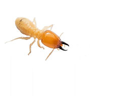 termite2.jpg