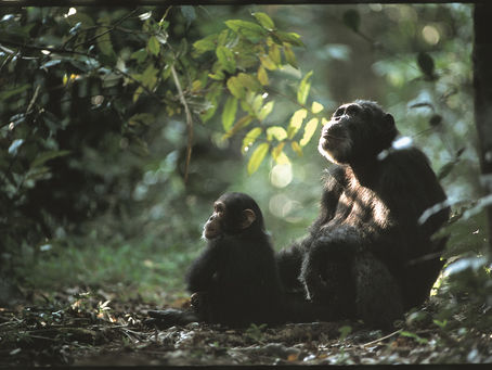 If you are going to get dumped, it may as well be in the Mahale Mountains