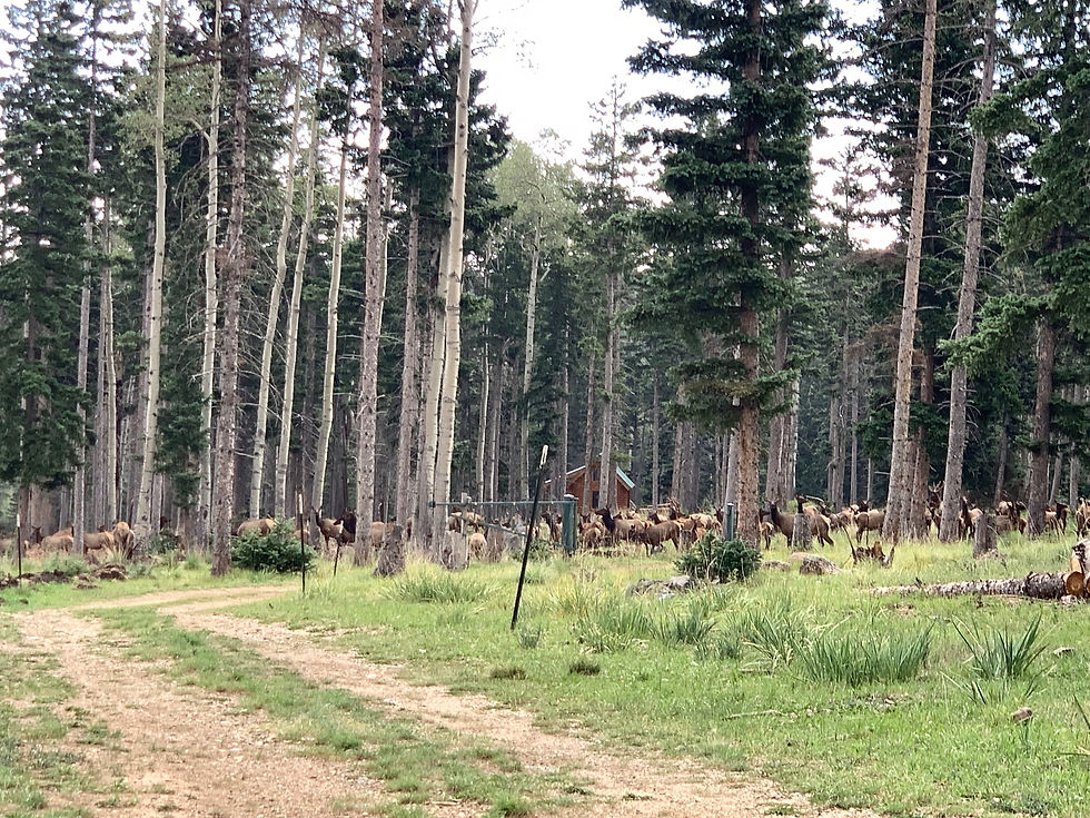 Elk 12-16-20
