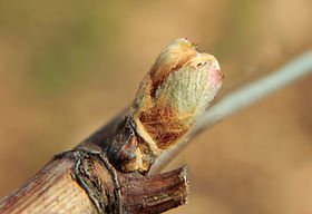 Распускаются почки