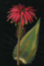 Aloe perfoliata, 1780 © The Trustees of the British Museum