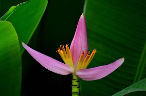 lotus.jpg