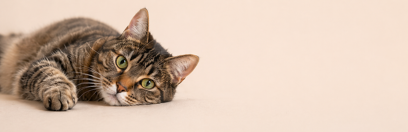 Liegende Katze für BARF-Beratung, sensible Katzen und passende Katzenprodukte bei BerliNapf.