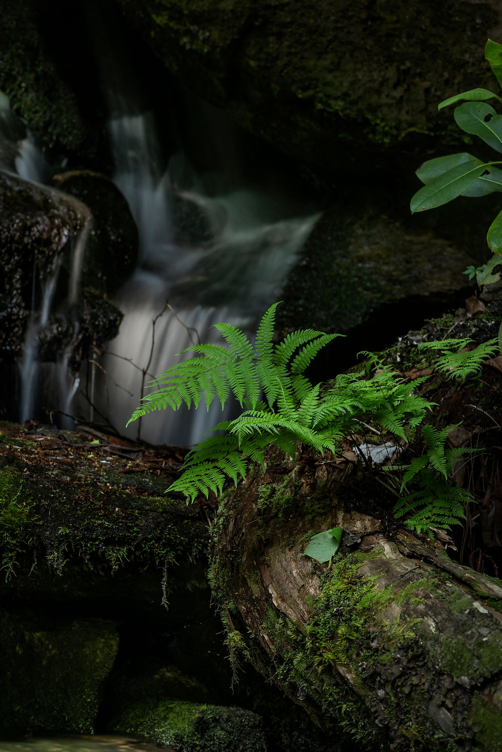 Fern Falls