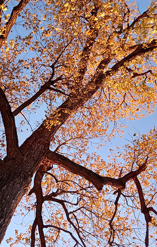 Tree (2023) - Rose Aurora Photography