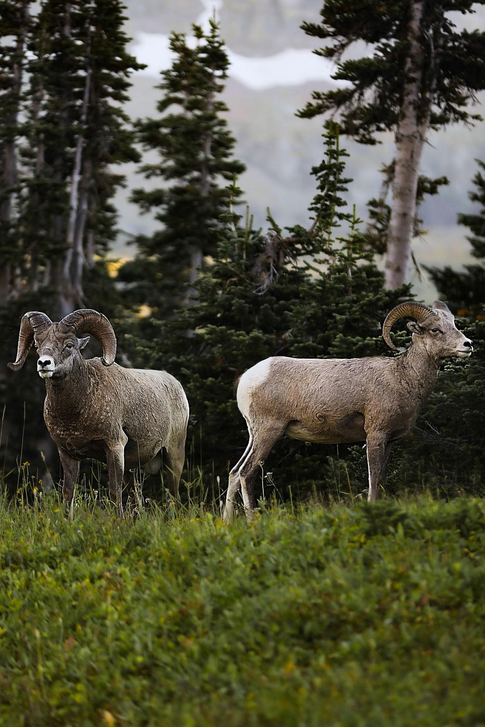 Bighorn sheep 2