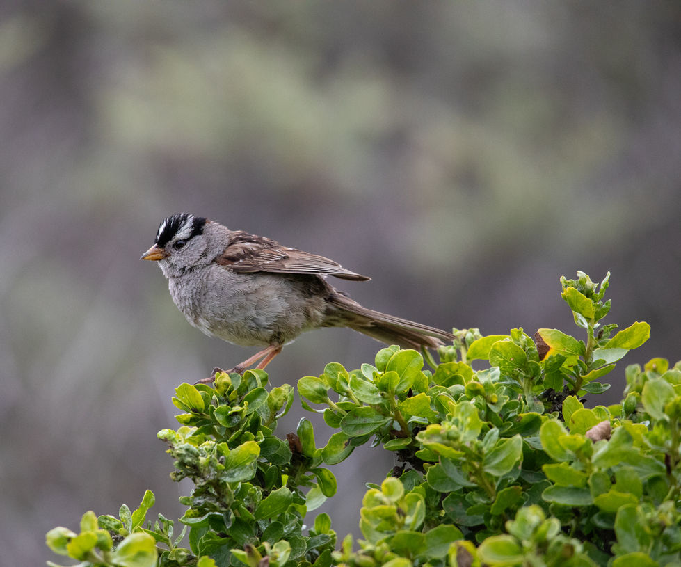 Crowned sparrow