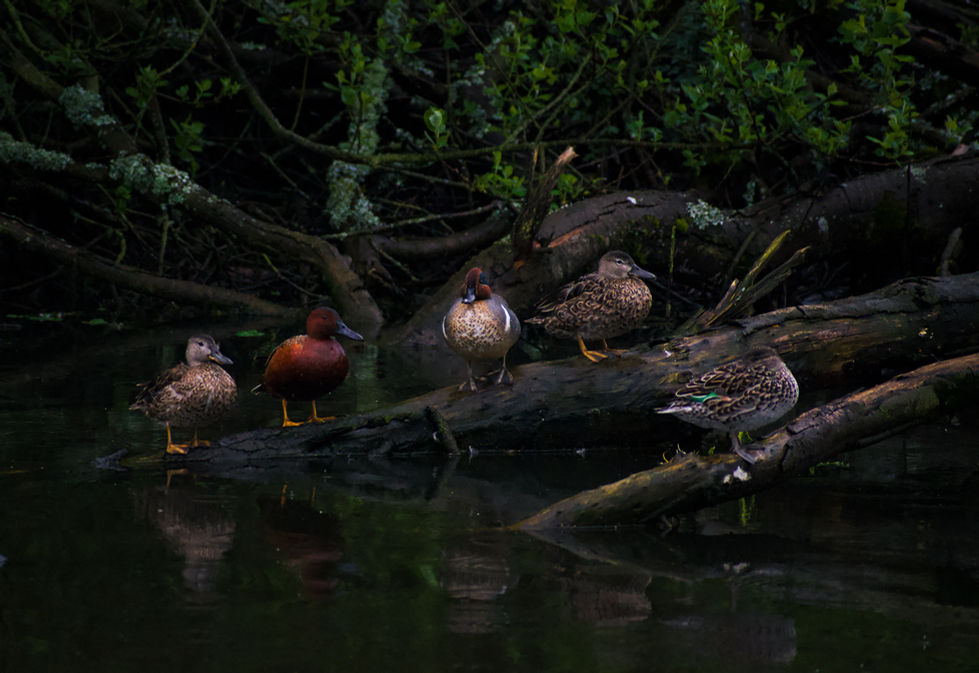 Ducks on log