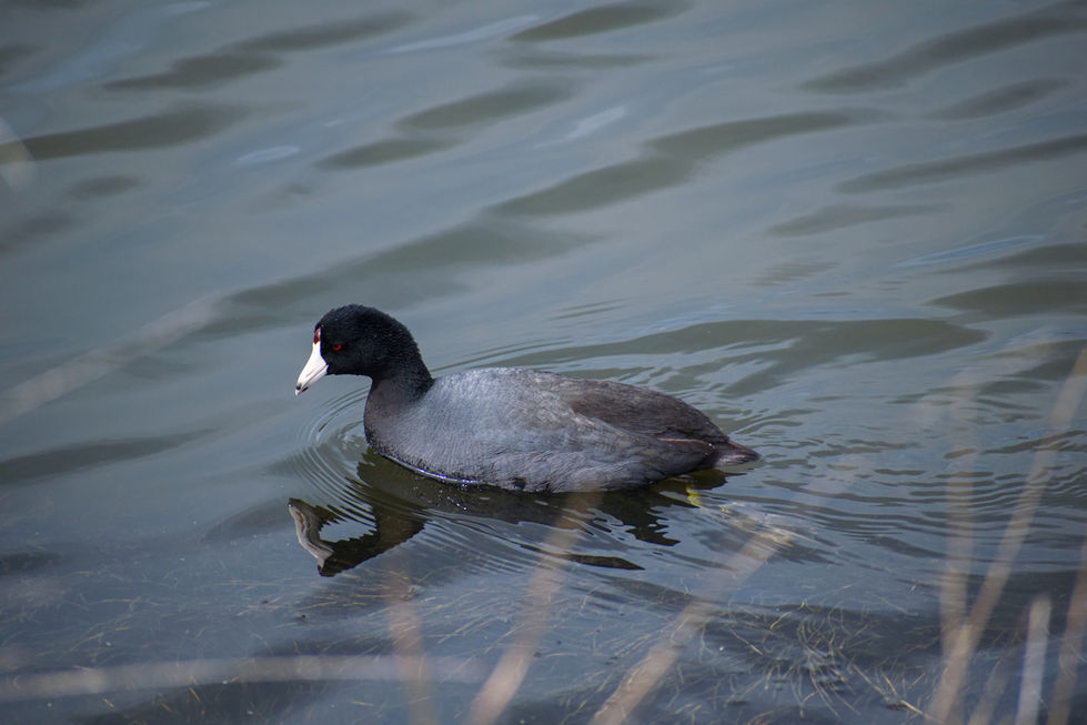 American coot