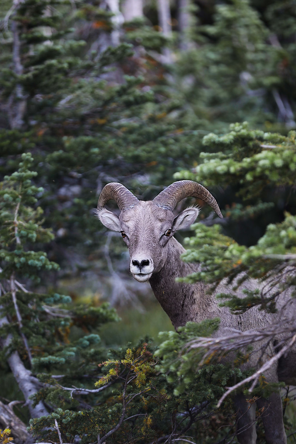 Bighorn sheep