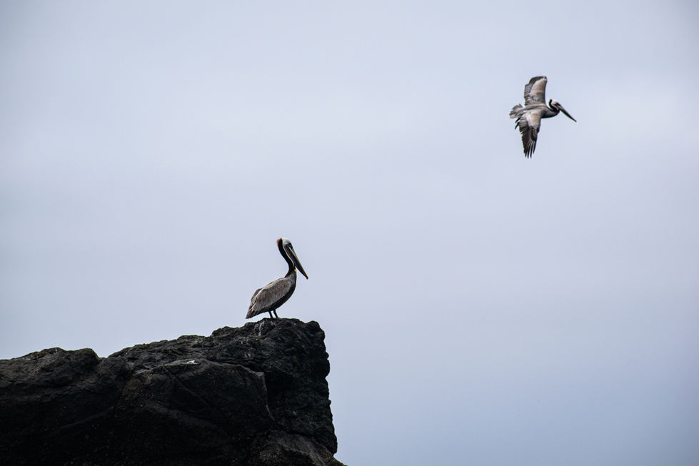 Pelican 2