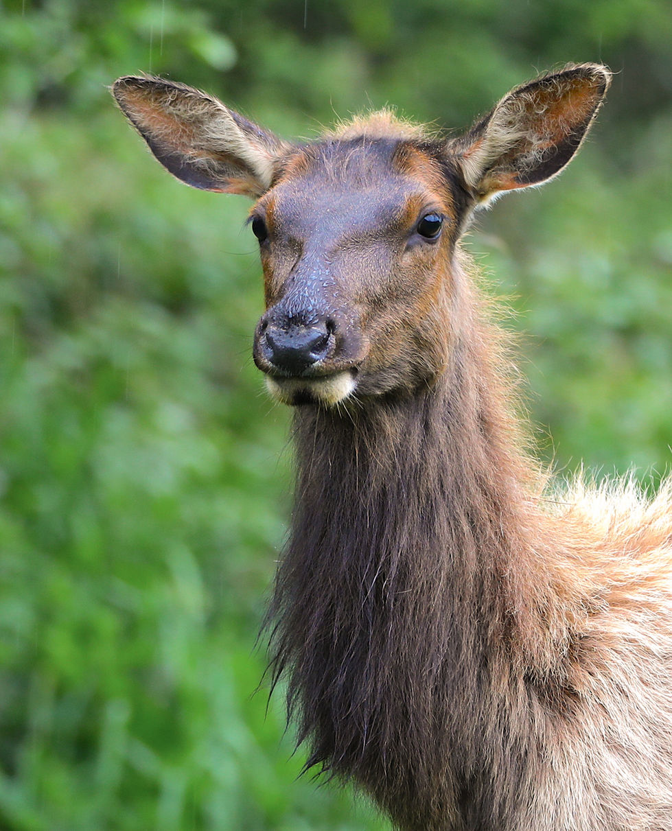 Elk