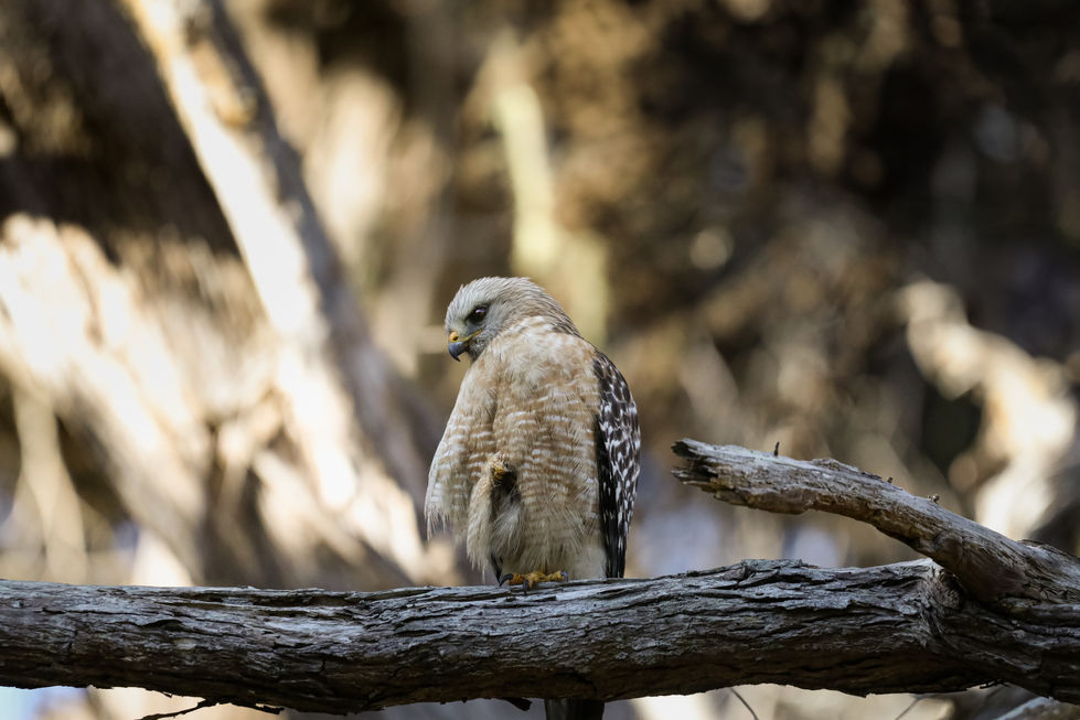 Hawk 2
