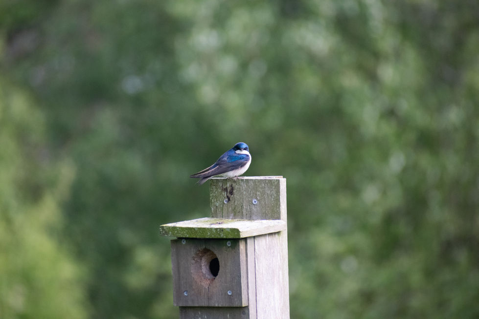 DSC_0774.jpeg