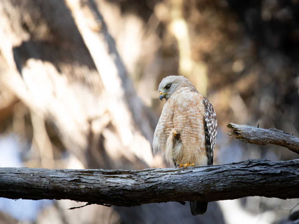 Hawk